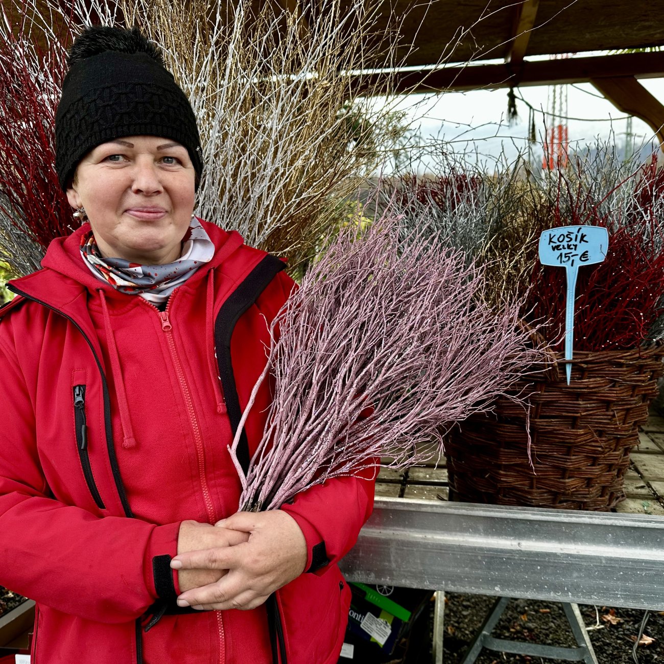 Obrázok Vianočné čučoriedkové kytičky (Vaccinium corymbosum) - výška 50-70 cm - RUŽOVÉ